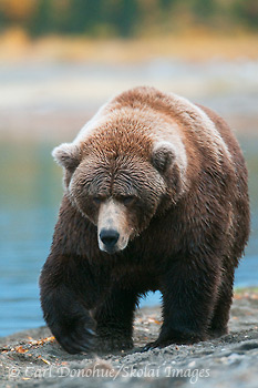 Grizzly bear sow photo, Katmai National Park, Alaska.