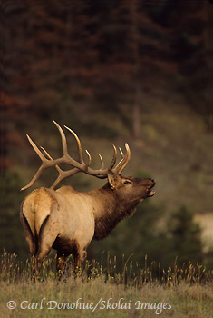 Bull Elk bugling, Jasper National Park, Canada.