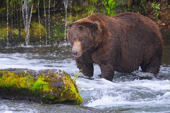 Male grizzly bear, brown bear photo, Katmai National Park, Alaska.