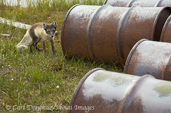 Arctic fox and oil barrels on the coastal plain, Arctic National Wildlife Refuge, Alaska.