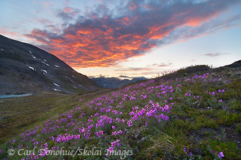 Dwarf Fireweed on an alpine hillside and a fiery sunset in the Chugach Mountains, Wrangell-St. Elias National Park and Preserve, Alaska. The latin or scientific name for Dwarf Fireweed is Epilobium latifolium and it is classified in the Evening-Primrose Family, or Onagraceae.