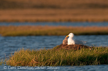 A glaucous gull sits with its chick on a nest on the coastal plain in the Arctic National Wildlife Refuge, ANWR, Alaska, ( Larus hyperboreus)