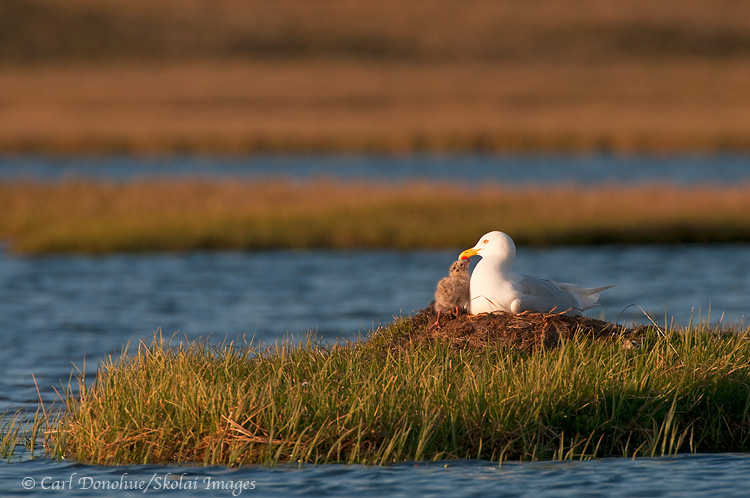 A glaucous gull sits with its chick on a nest on the coastal plain in the Arctic National Wildlife Refuge, ANWR, Alaska, ( Larus hyperboreus)
