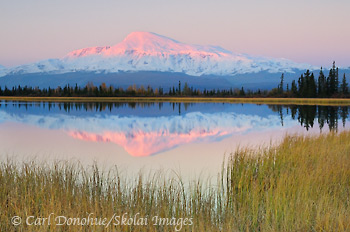 Alpenglow lights up the face of Mt. Sanford. Dawn and reflection in a small kettle pond, fall, Wrangell-St. Elias National Park and Preserve, Alaska.