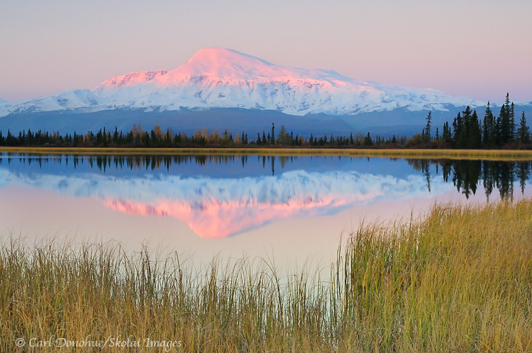 Alpenglow lights up the face of Mt. Sanford. Dawn and reflection in a small kettle pond, fall, Wrangell-St. Elias National Park and Preserve, Alaska.