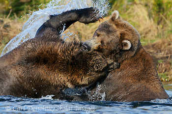 2 young grizzly bears fighting in a salmon stream. Rarely do real vicious fights break out, but when they, these well-armed opponents can do some serious damage to one another. Grizzy bears, or coastal brown bears (Ursus arctos), playfight in Katmai National Park and Preserve, Alaska.