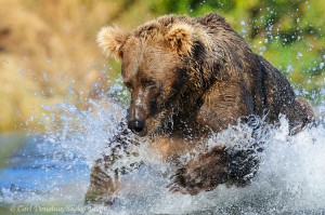 Brown bear chasing salmon, Katmai National Park, Alaska.