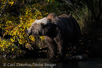 Grizzly bear and fall color, standing in warm afternoon light on the edge of a salmon stream. Ursus arctos, brown bear, Katmai National Park and Preserve, Alaska.
