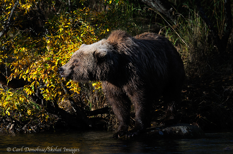 Grizzly bear and fall color, standing in warm afternoon light on the edge of a salmon stream. Ursus arctos, brown bear, Katmai National Park and Preserve, Alaska.