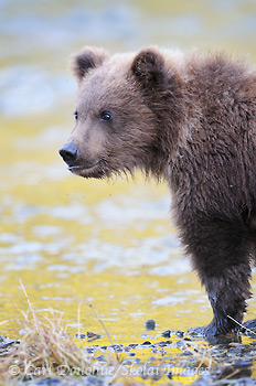 A young brown bear (Grizzly bear, Ursus arctos) cub. Brown bear cubs will stay with their mother for 2-3 years before venturing out alone. Brown bear cub, Katmai National Park and Preserve, Alaska.