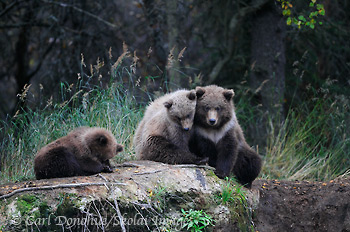4 grizzly bear (brown bears, Ursus arctos) in the forest of Katmai National Park and Preserve, Alaska.