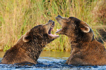 2 grizzly bears play fighting, Katmai National Park, Alaska.