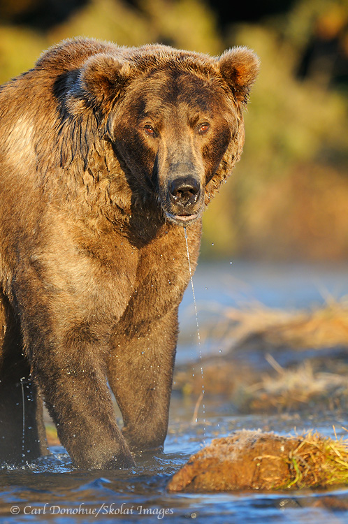 Male brown bear, Katmai National Park, Alaska.