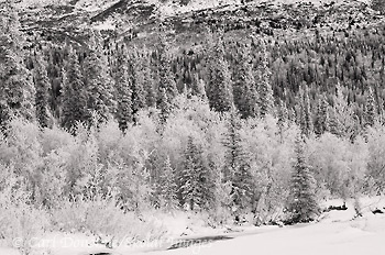Black and white photo, boreal forest, Wrangell-St. Elias, winter, Alaska.