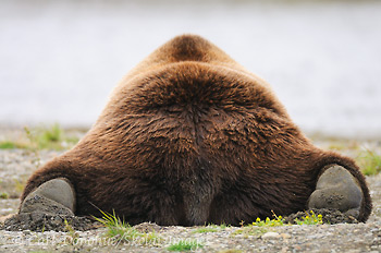 Grizzly bear, from behind.