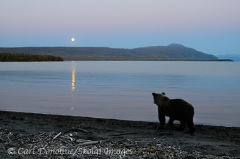 Grizzly bear watching moon, Katmai National Park, Alaska.