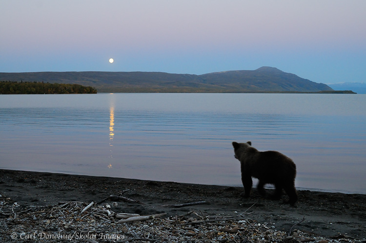 Grizzly bear watching moon, Katmai National Park, Alaska.