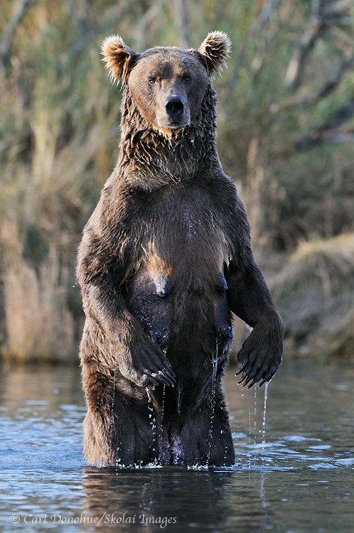 Stock photo of a brown bear sow, standing upright, in Brooks River, Katmai National Park, Alaska.