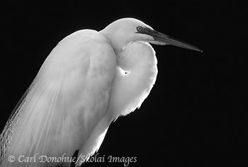 Black and white photo of Great Egret, St. Augustine, Florida.