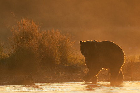 Brown bear backlit at dawn, Katmai National Park, Alaska.