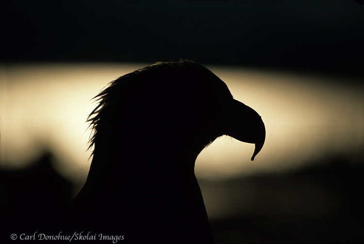 Bald Eagle Portrait, Homer, Alaska.