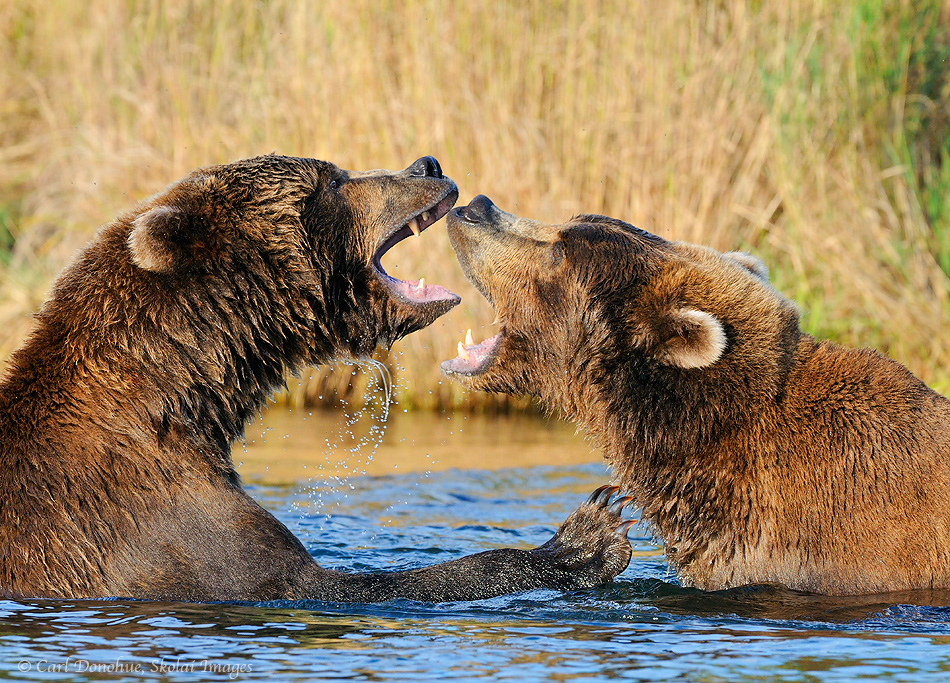 Grizzly bears playfighting, Katmai National Park, Alaska.