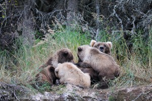 Brown bear sow nursing (Grizzly bear, Ursus arctos), Katmai National Park, Alaska.