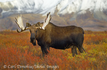 Bull Moose in fall color, Denali National Park, Alaska.
