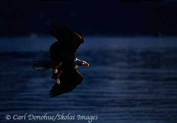 Bald eagle in flight, Splashed with Light, Alaska