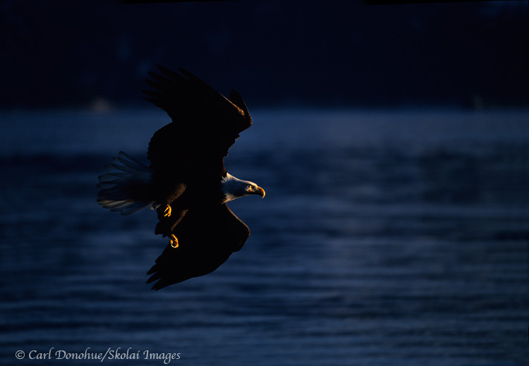 Bald eagle in flight, Splashed with Light, Alaska