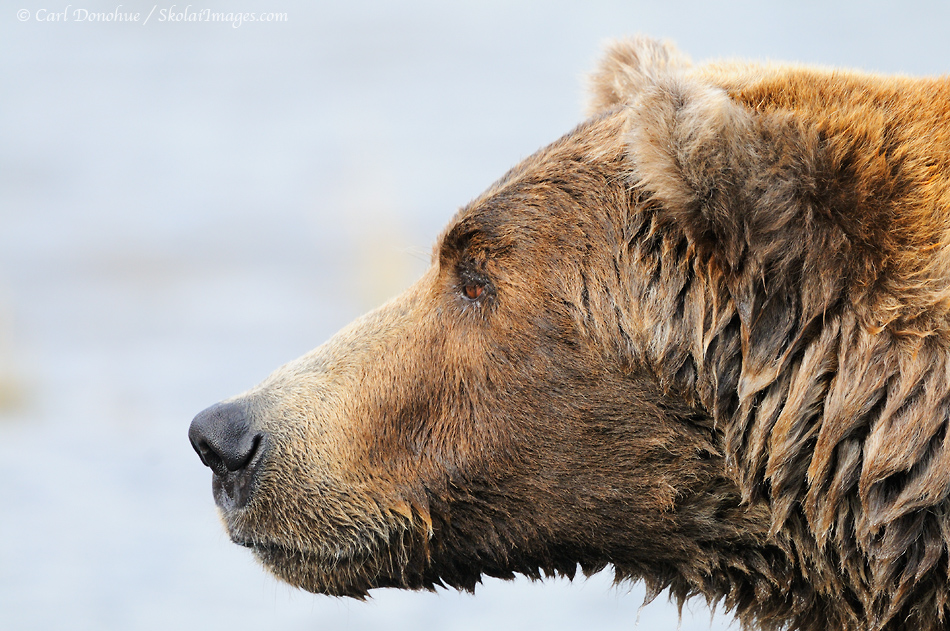 Brown bear headshot, (Grizzly bear, Ursus arctos) Katmai  National Park, Alaska.