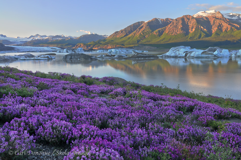 Wildflowers (Wild Sweet Pea, Hedysarum Mackenzii) and icebergs, Nizina Lake and Nizina Glacier, Wrangell-St. Elias National Park and Preserve, Alaska.