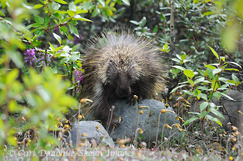American Porcupine, Wrangell-St. Elias National Park and Preserve, Alaska.