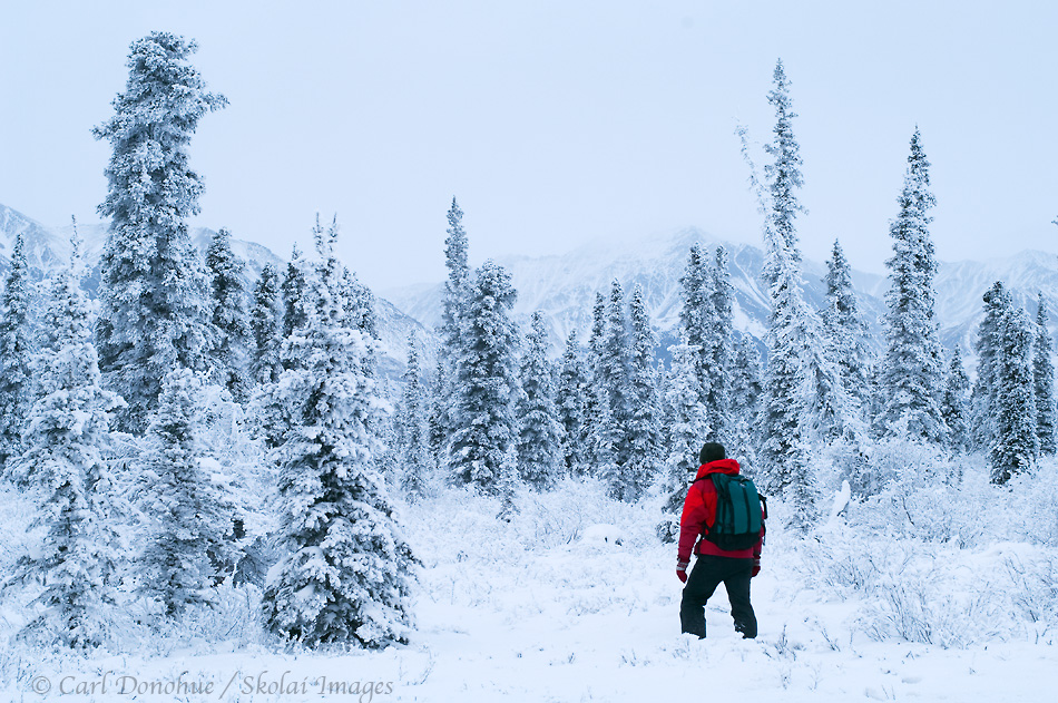 Winter travel through the boreal forest, in Wrangell-St. Elias National Park and Preserve. Hiking on snowshoes through the snow-covered taiga, white spruce forest in winter.