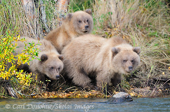 Grizzly bear cubs, Katmai National Park, Alaska.