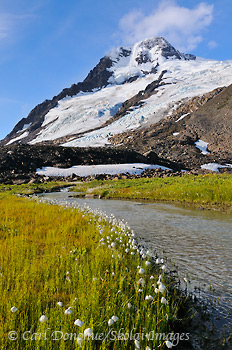 Alaska Cotton, and glacier, Wrangell-St. Elias National Park and Preserve, Alaska.