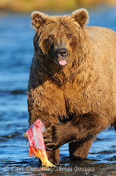 Brown bear eating salmon, Katmai National Park and Preserve, Alaska.