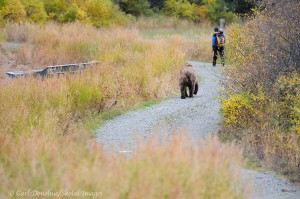 Grizzly bear and photographer, Katmai, Alaska.