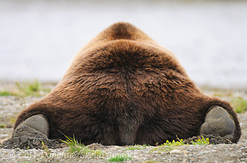 Grizzly bear lying on the ground, rear view, (Ursus arctos), Katmai National Park and Preserve. Alaska.