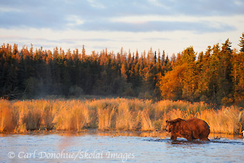 A brown bear patrols the river's edge at dawn, searching for spawning Sockeye salmon. Brown bear (Ursus arctos), Katmai National Park and Preserve, Alaska.