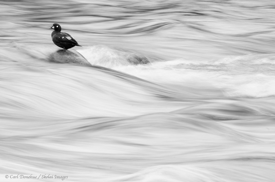Black and white photo of a male Harlequin Duck, on a rock in Brooks River, Katmai National Park, Alaska.