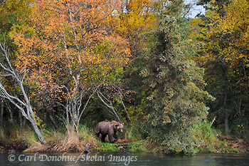 Borwn bear in the forest, fall colors, searching for salmon in a river. Brown bear (Ursus arctos) Katmai National Park and Preserve, Alaska.