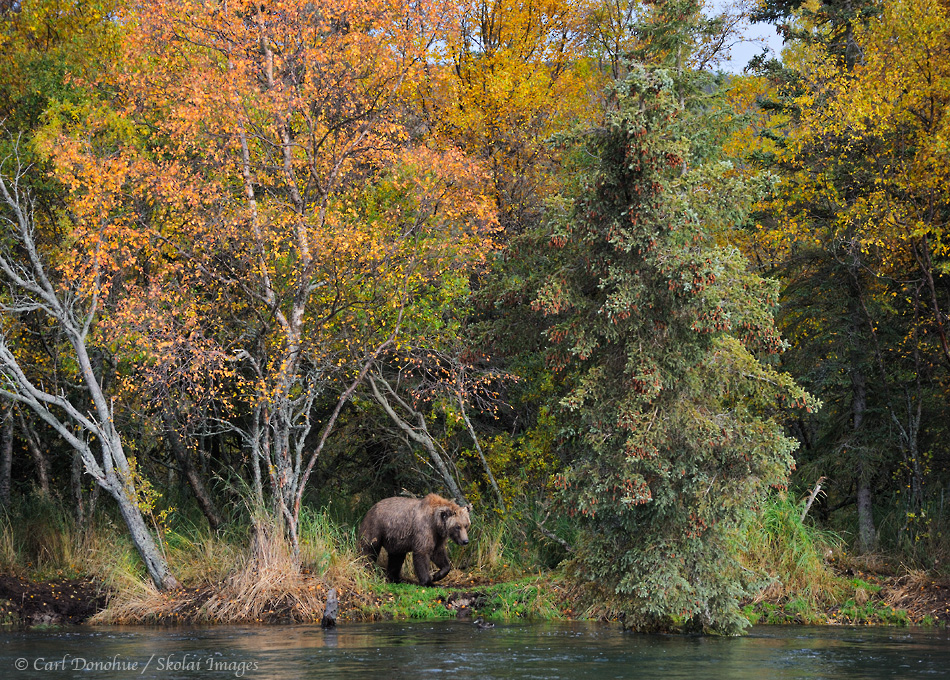 Brown bear in the forest, fall colors, searching for salmon in a river. Brown bear (Ursus arctos) Katmai National Park and Preserve, Alaska stock nature photo.