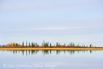 Boreal forest and reflections in a small kettle pond, Copper River Basin, Wrangell-St. Elias National Park and Preserve, Alaska.