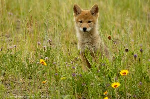 Coyote pup sitting beside yellow daisies, Jasper National Park, Canada.