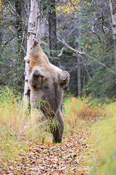 Brown bear, Ursus arctos, standing raised upright and rubbing her back against a birch tree in Katmai National Park and Preserve, Alaska .