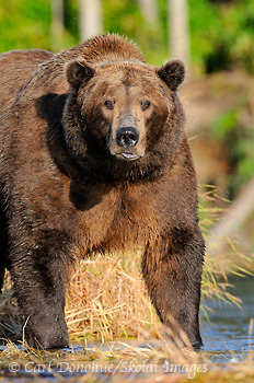 A large male adult brown bear, or grizzly bear (Ursus arctos), stands and stares at the camera. Male brown bears may reach weights of over 1200lbs and easily stand 9' tall. Brown bear, Katmai National Park and Preserve, Alaska.
