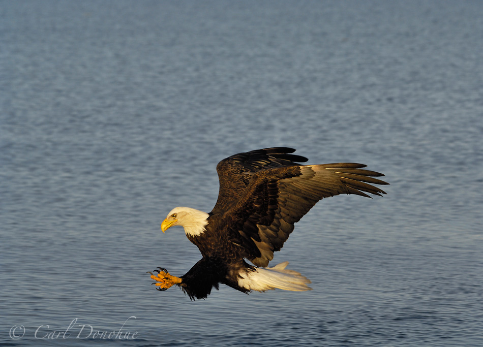 Bald eagle snatching up a fish, from Kachemak Bay, Alaska.