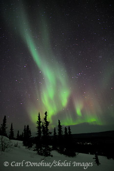 Aurora borealis, or northern lights, over spruce trees, White Mountains near Fairbanks, Alaska.