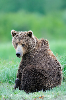 A brown bear (Ursus arctos) sits in long green sedge grass. The low tide provides great habitat for coastal brown bears in spring and summer, in places like Kukak Bay, Katmai  National Park, Alaska.
